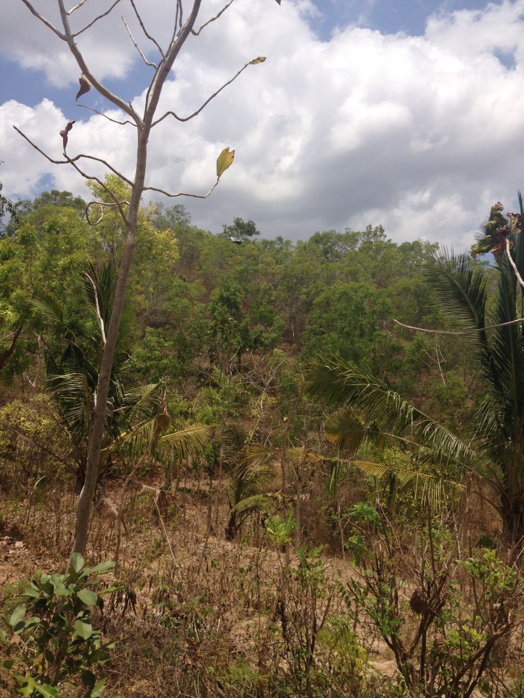 Au sommet, vis-à-vis l'arbre le plus haut, on voit un toit bleu. C'est ça. C'est là.